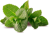 잇츠마누카, itsmanuka, MINT